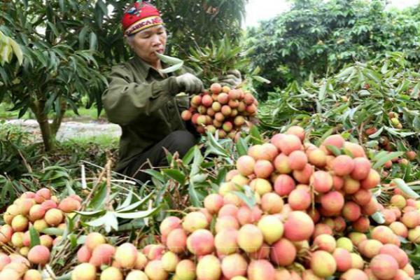 越南与中国继续加强农产品贸易交往