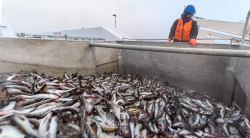 境外涉农 | 2023年1-8月俄罗斯对华鱼产品出口同比增长近20%