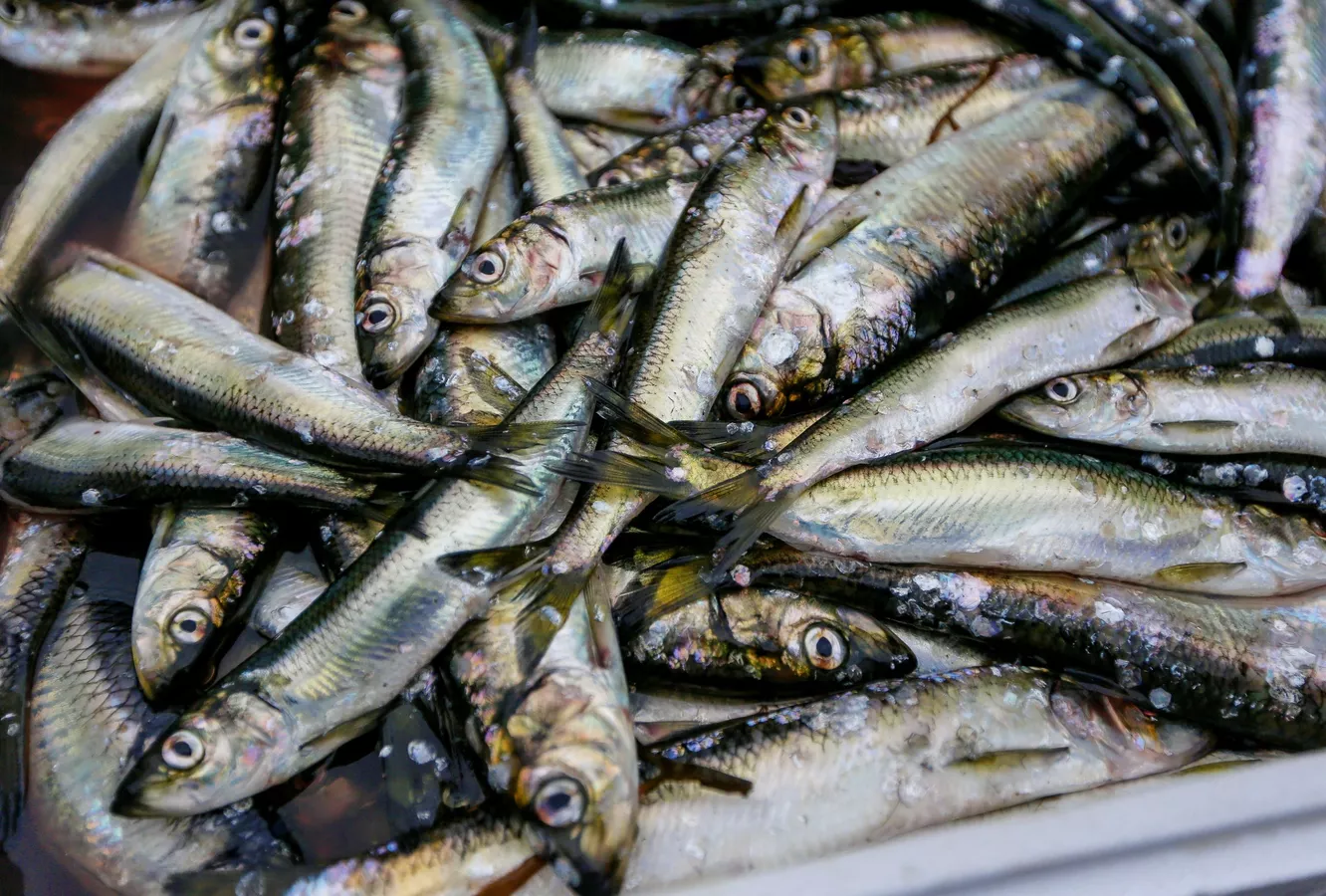 境外涉农 | 巴拿马野生水产品获准输华