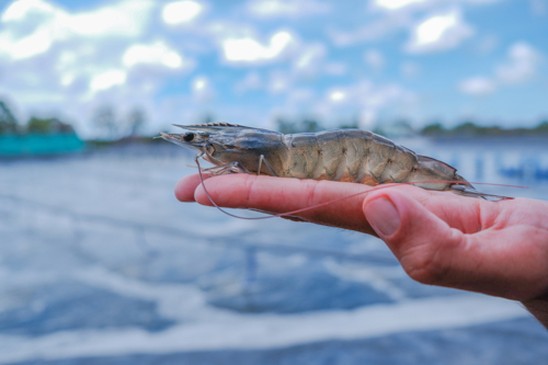 境外涉农 | 预计2024年越南虾出口额可达40亿美元